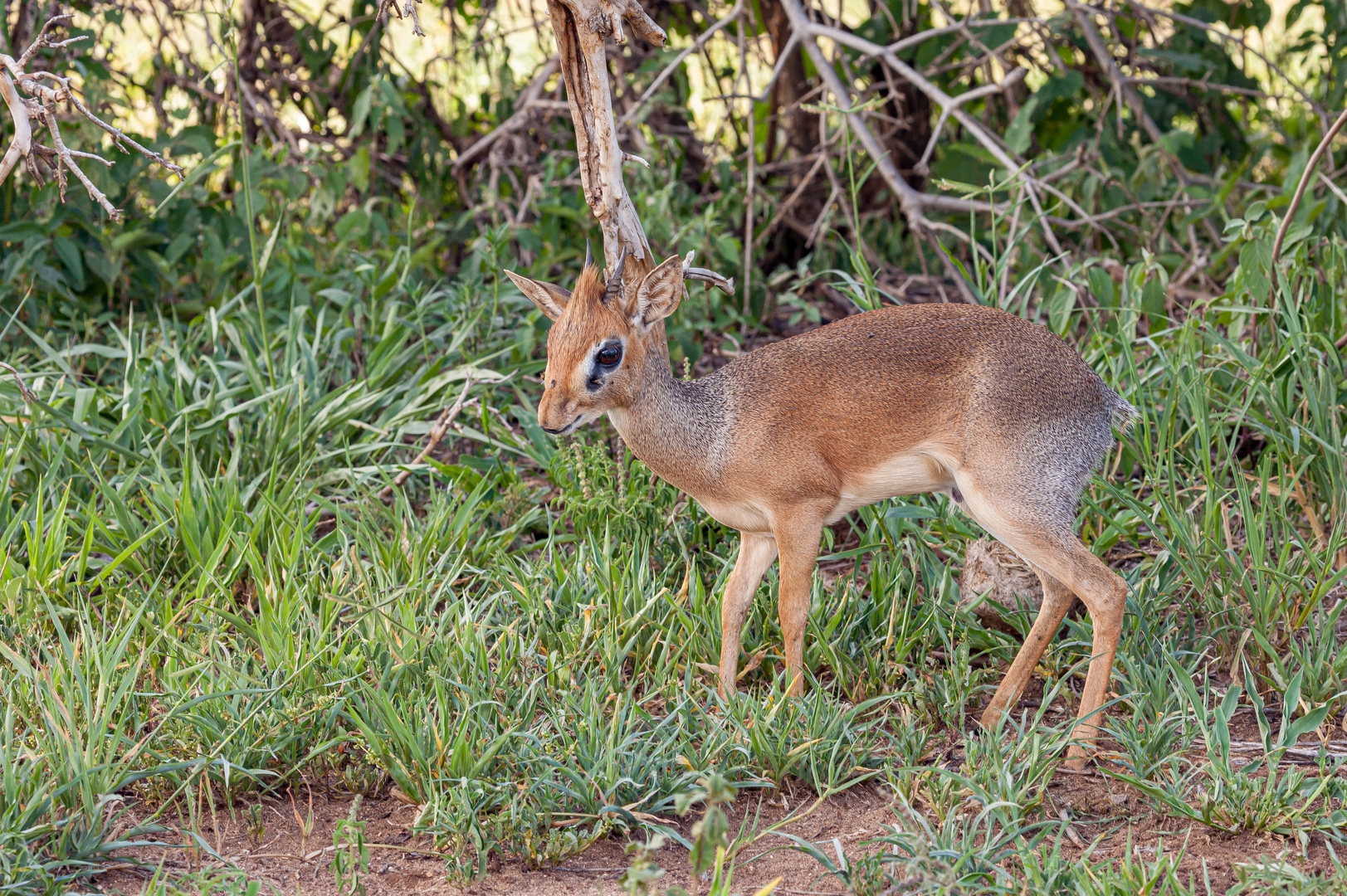 - ein Dikdik -