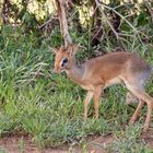 - ein Dikdik -