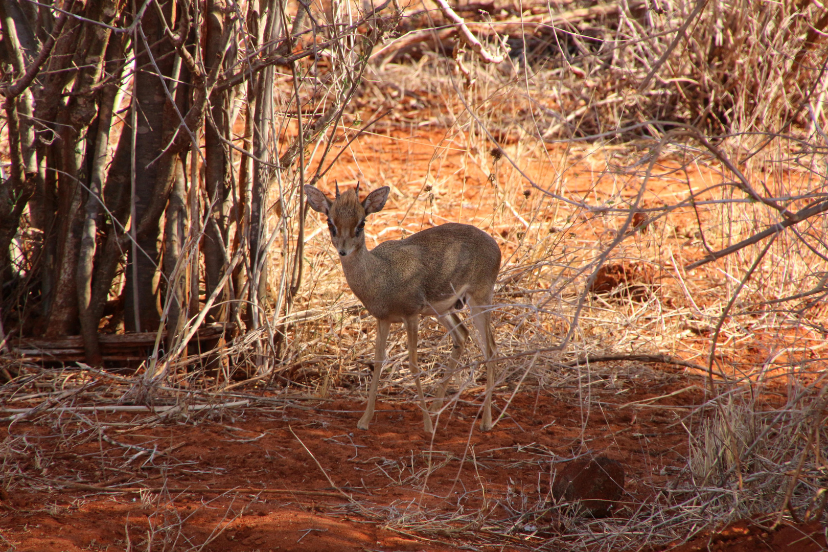 Ein Dikdik im Naturpark Tsavo Ost