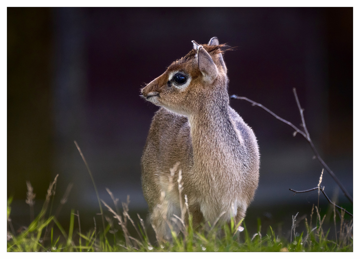 ein DikDik Junges