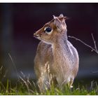 ein DikDik Junges