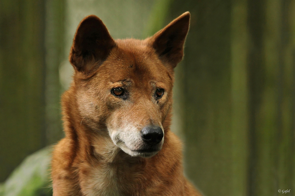 Ein Dingo ...............