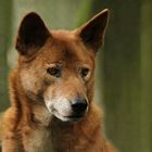 Ein Dingo ...............