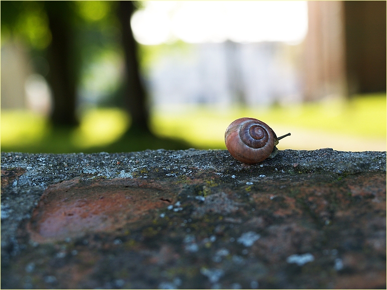 "Ein-"dings"-Schnecke"