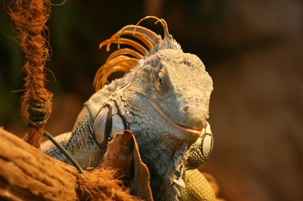 Ein Dino im Zoo