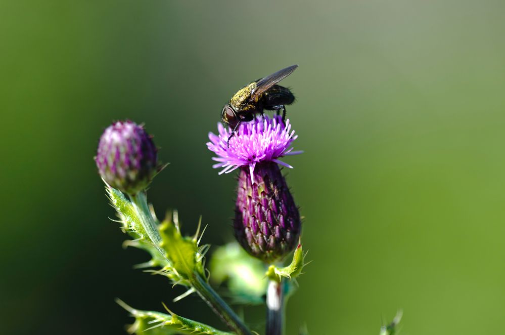 Ein Distel-Art mit kurzweiligem Besucher