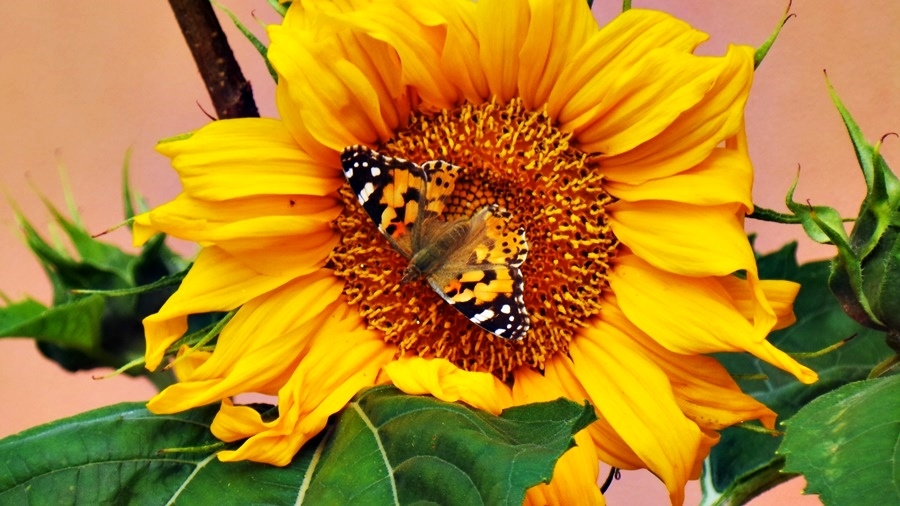 Ein Distelfalter auf der Sonnenblume - Thementag