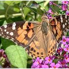 Ein Distelfalter im Garten