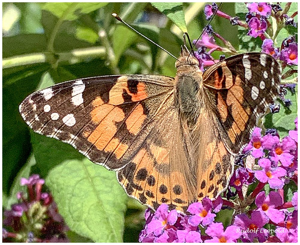 Ein Distelfalter im Garten Foto & Bild tiere, wildlife