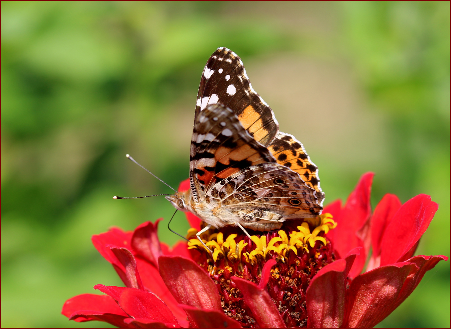 Ein Distelfalter (Vanessa cardui)...