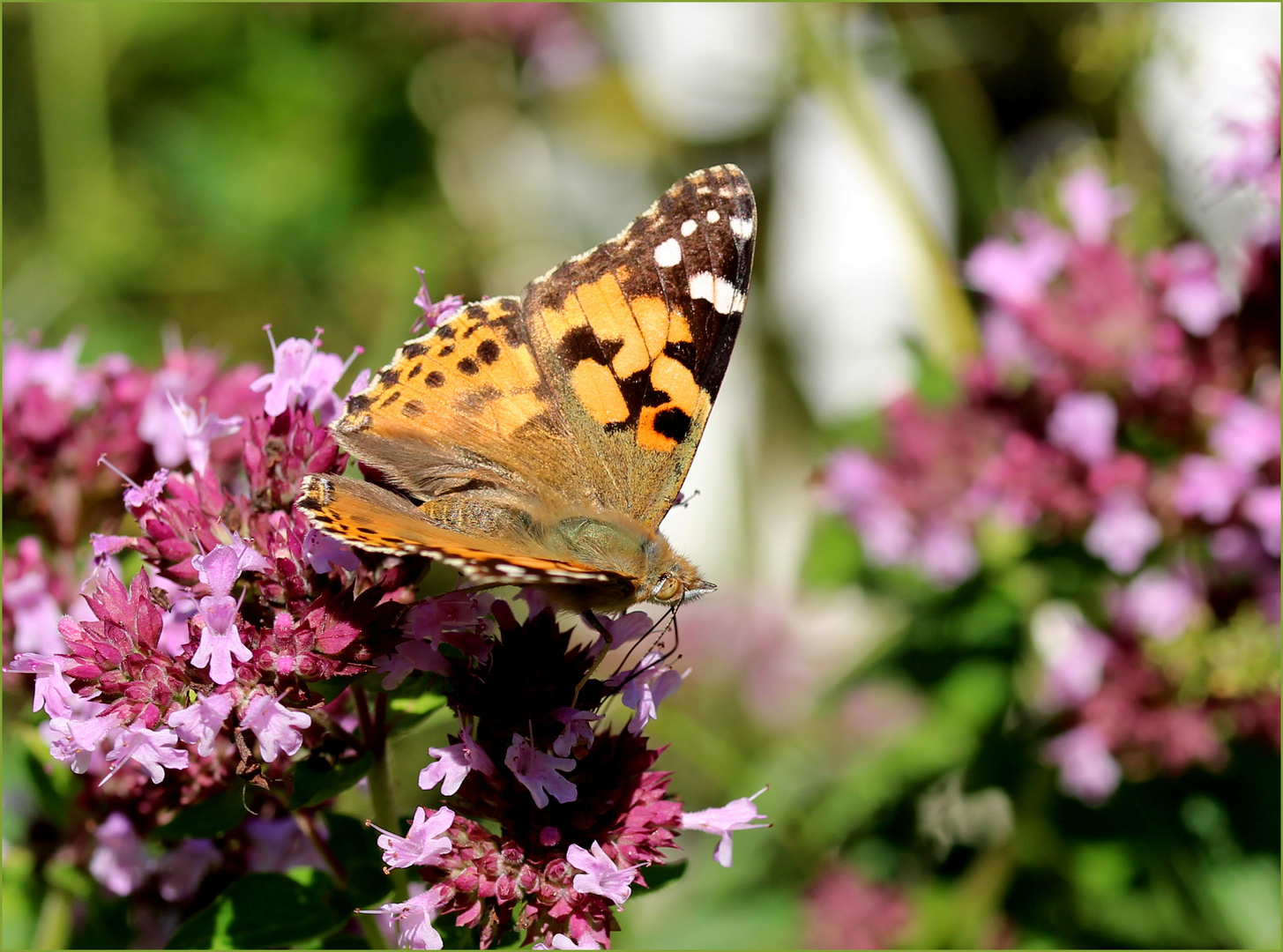 Ein Distelfalter (Vanessa cardui)...