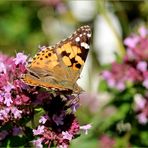 Ein Distelfalter (Vanessa cardui)...