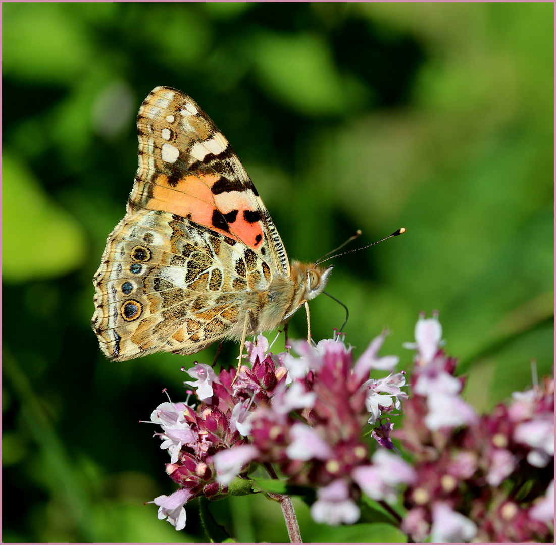 Ein Distelfalter (Vanessa cardui)...