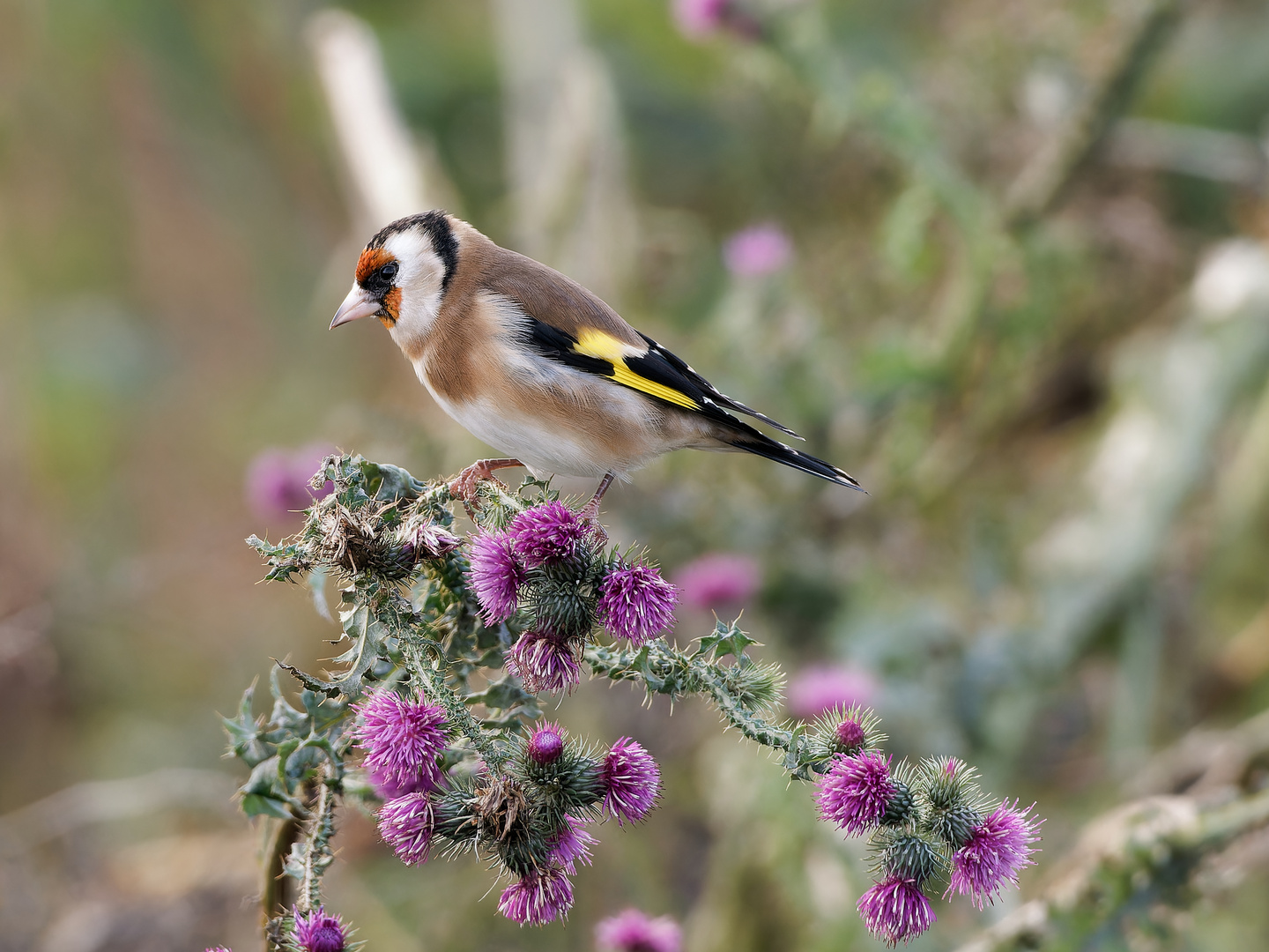 Ein Distelfink sitzt auf einer Distel - wo auch sonst?