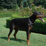 Ein Dobermann im Park