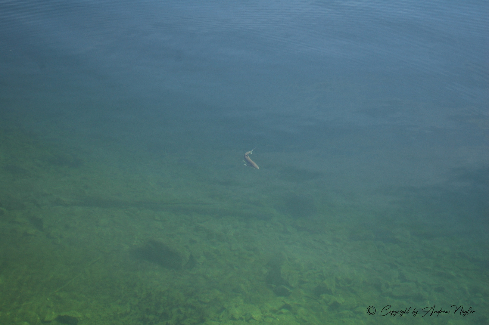 Ein Döbel auf Raubzug im Altausseersee