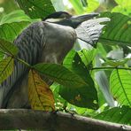 Ein dösender Krabbenreiher saß über uns (Costa Rica)