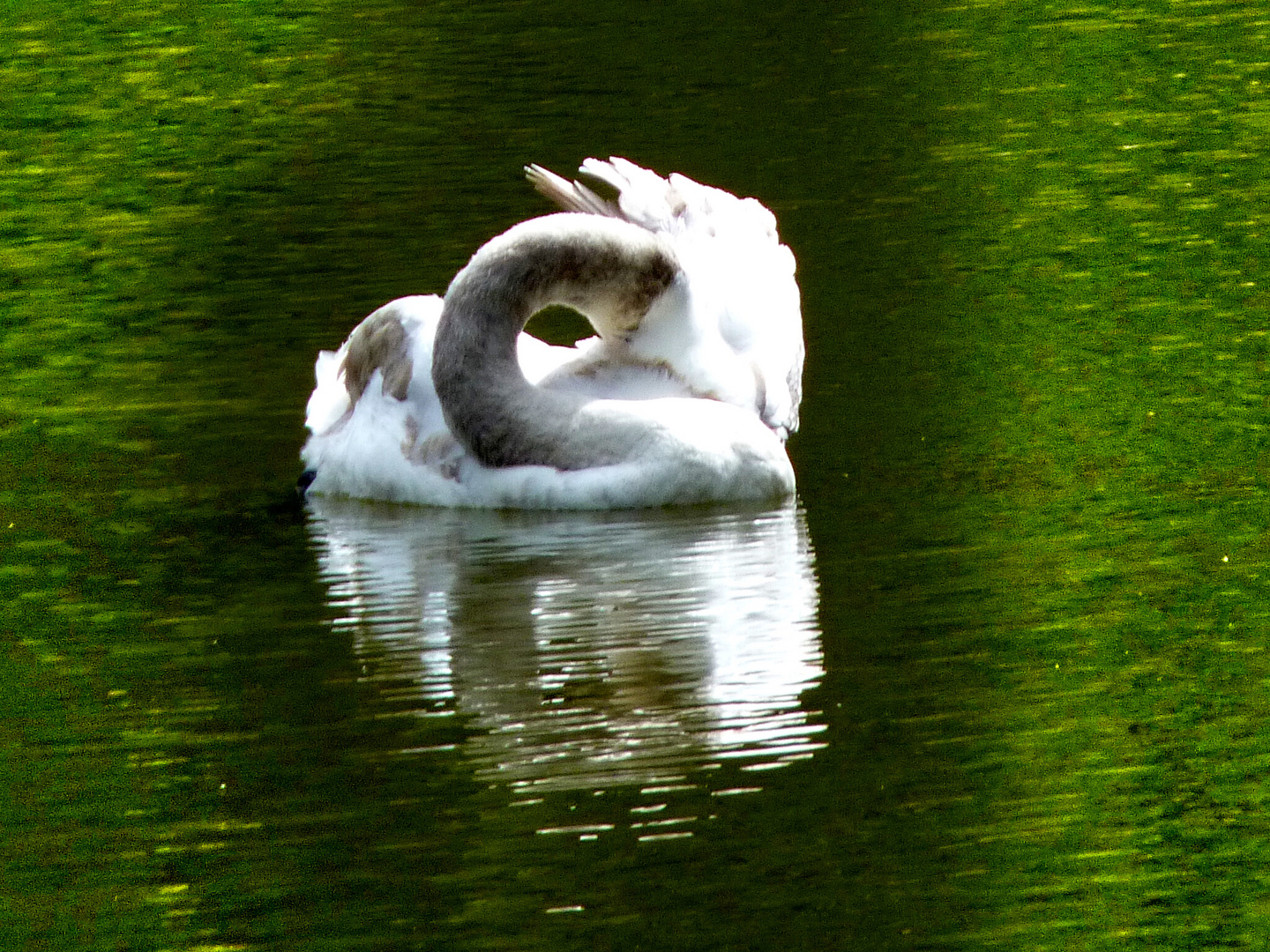 Ein dösender Schwan :-)