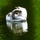 Ein dösender Schwan :-)