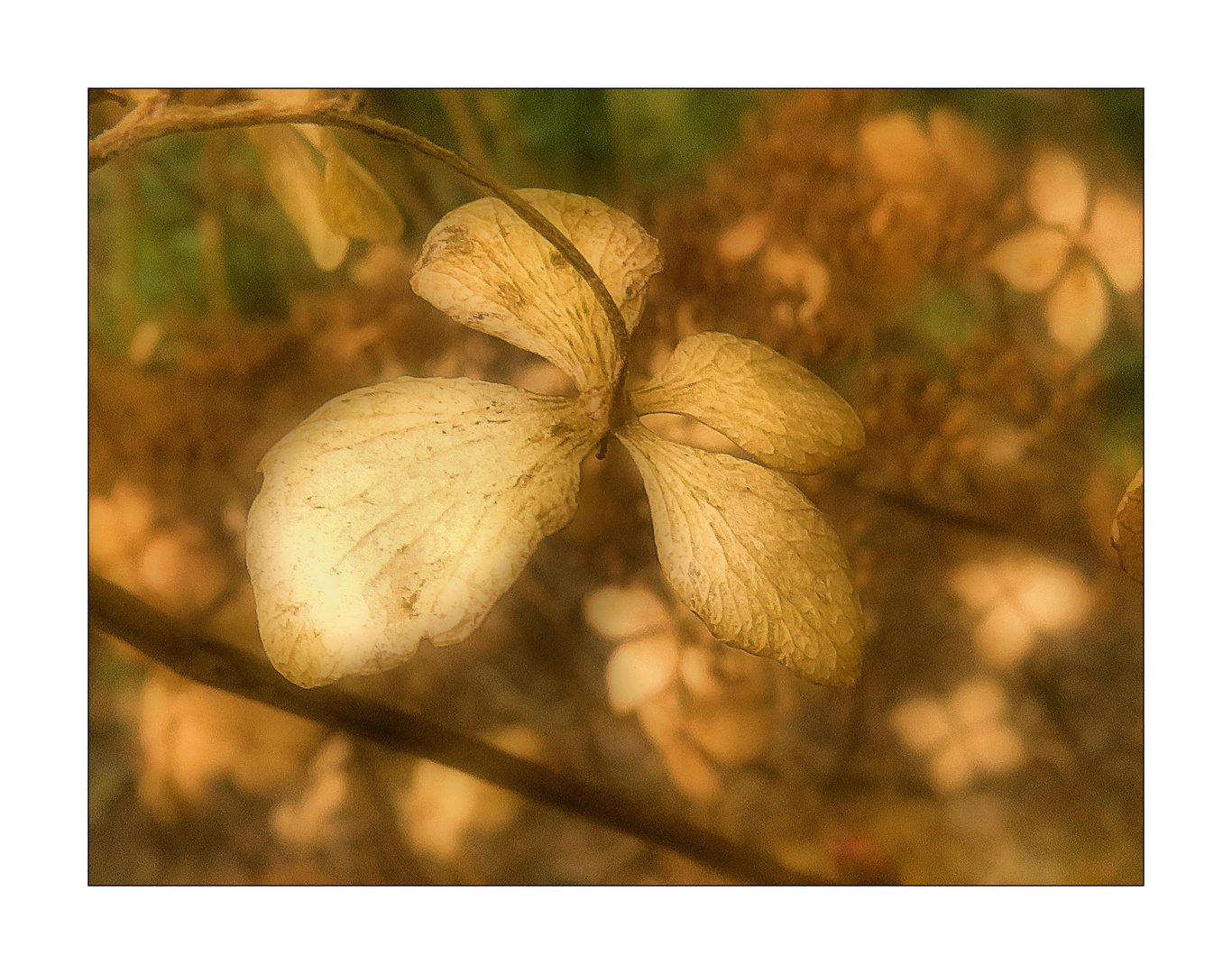 Ein Donnerstagsblümchen