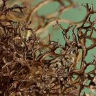 Ein Doppelgänger vom 'Isländisch Moos': Cetraria ericetorum