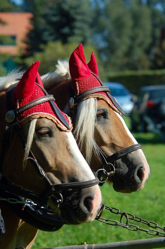 Ein Doppelgespann bei der gestrigen Teichrundfahrt in Moritzburg