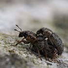 ein doppelter "borstiger Blattrandrüssler"