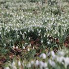 Ein Dorf verschwindet: Borschemich - Ein letzter Frühlingsgruß