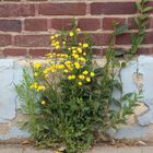 Ein Dorf verschwindet: Borschemich - Mauerblümchen