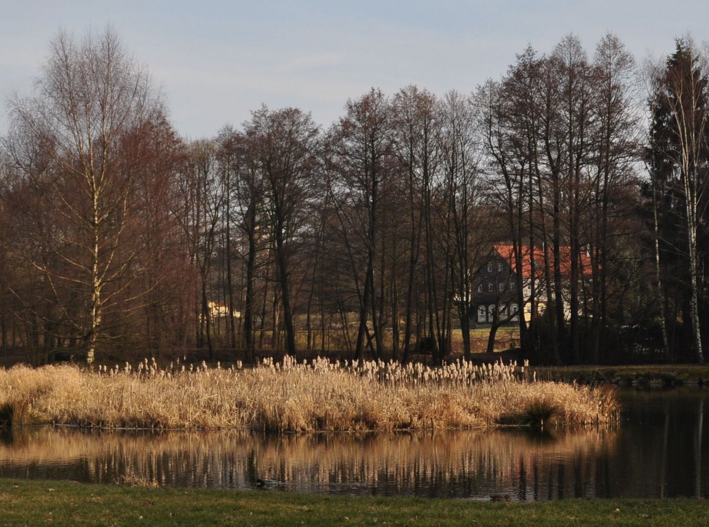 Ein Dorfteich in der Oberlausitz