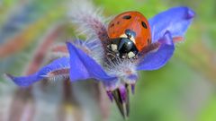 Ein dorniges Ruheplätzchen