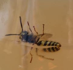 Ein Dortmunder Rückenschwimmer , Schwimmt um sein Leben 