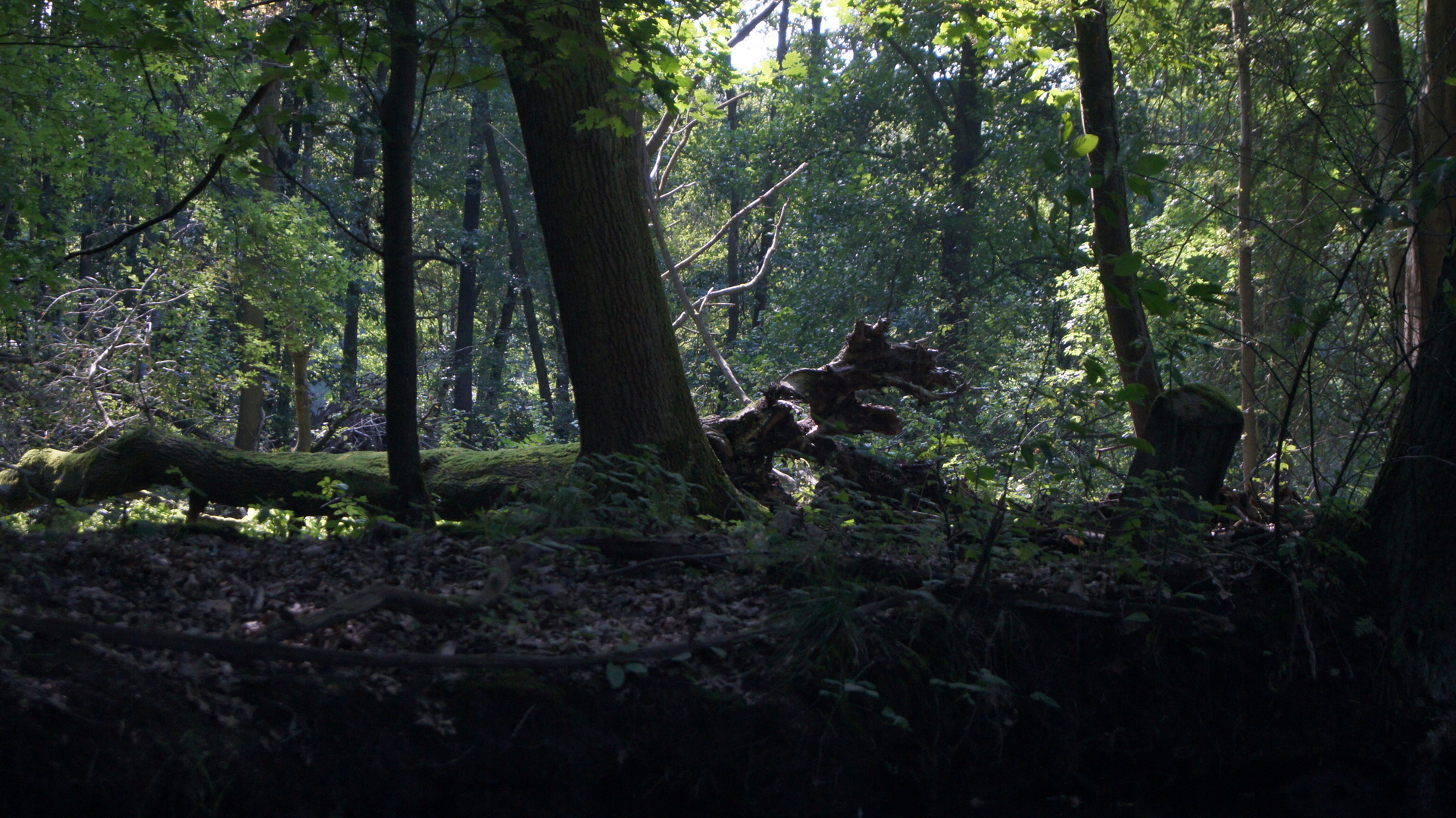 Ein Drache im Spreewald?