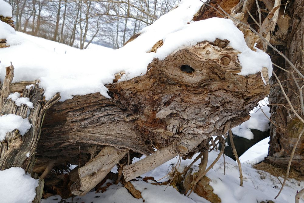 Ein Drachen im Schnee - der letzte Gast zum Rosenmontag für heute