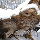 Ein Drachen im Schnee - der letzte Gast zum Rosenmontag für heute