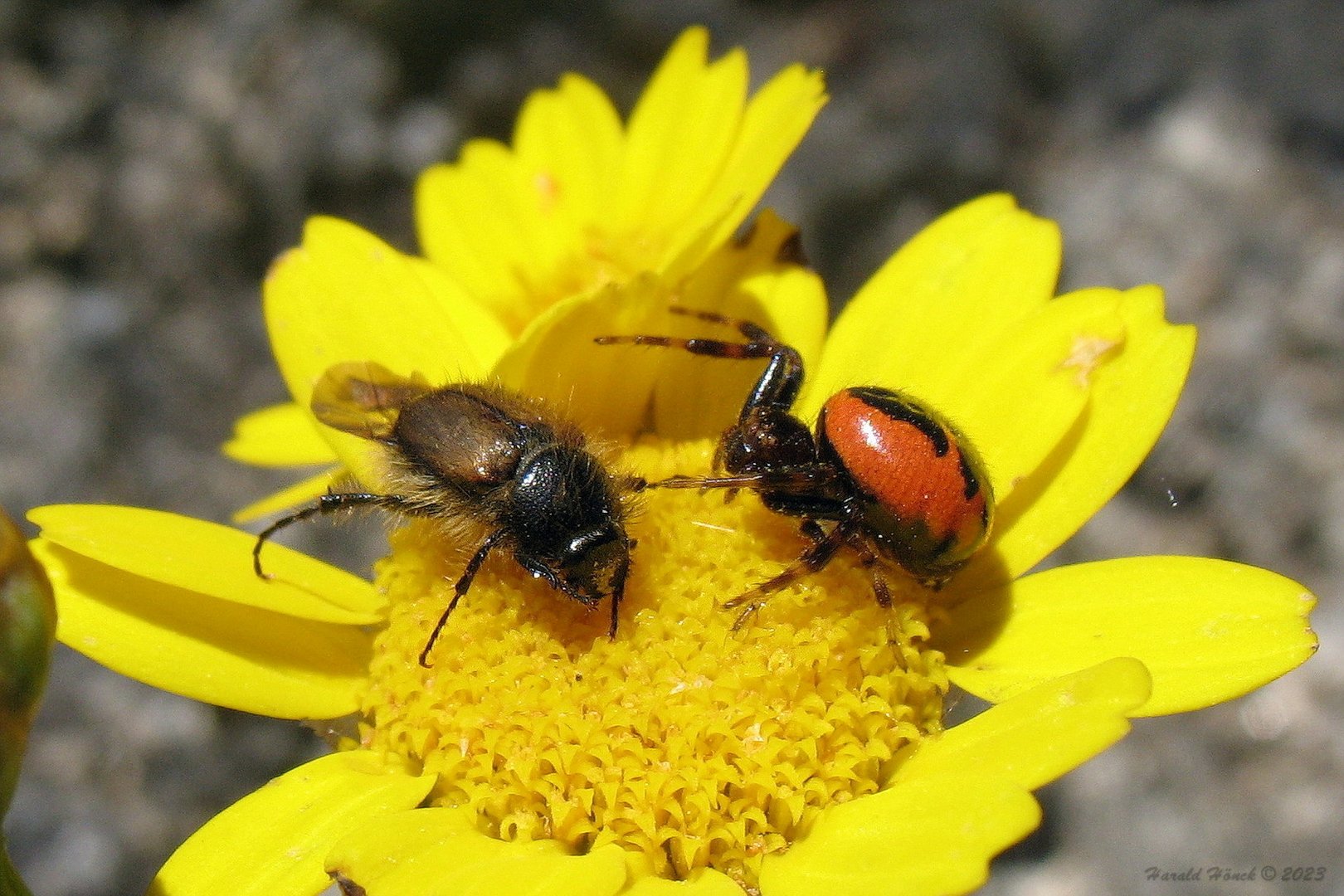 ein Drama aus der Natur...