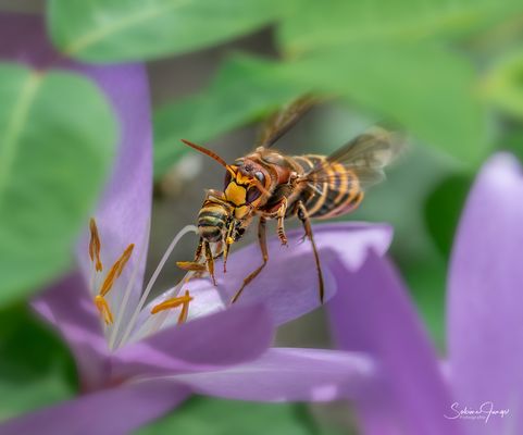 Ein Drama im Verborgenen