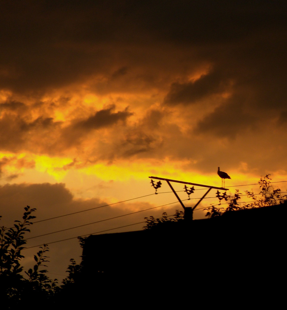 Ein dramatischer Sonnenuntergang mit Storch !