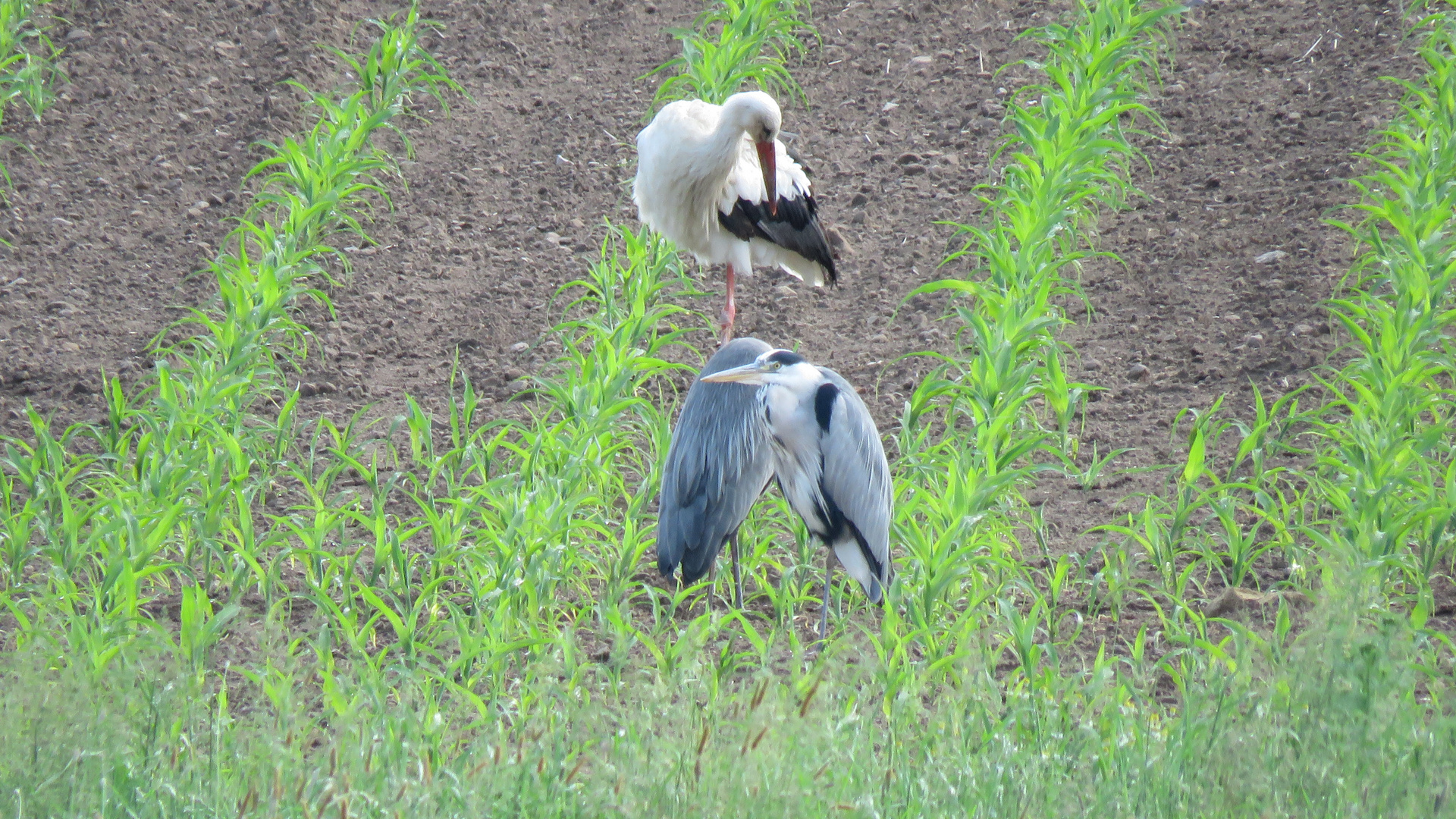 Ein Dreiergrüppchen auf dem Maisfeld