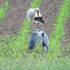 Ein Dreiergrüppchen auf dem Maisfeld