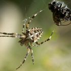 Ein dreister Diebstahl erschüttert die Spinnenwelt
