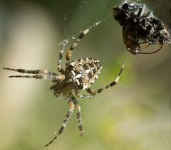 Ein dreister Diebstahl erschüttert die Spinnenwelt