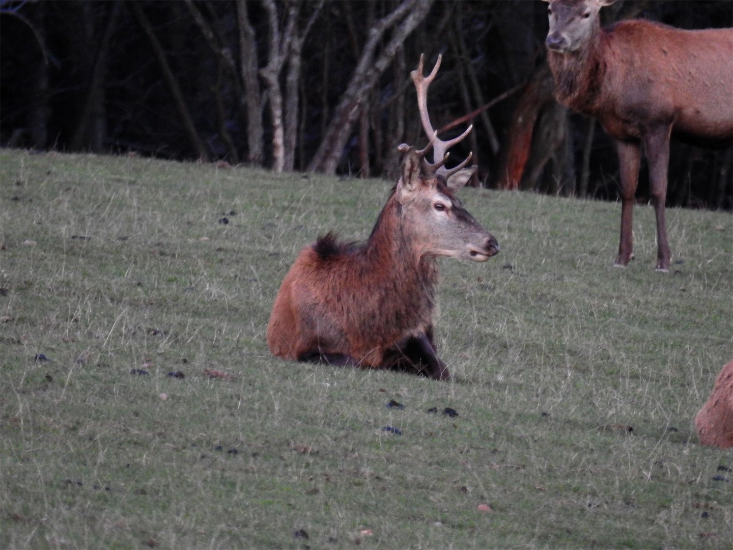 Ein dritter Hirsch mit Geweihschäden