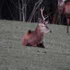 Ein dritter Hirsch mit Geweihschäden