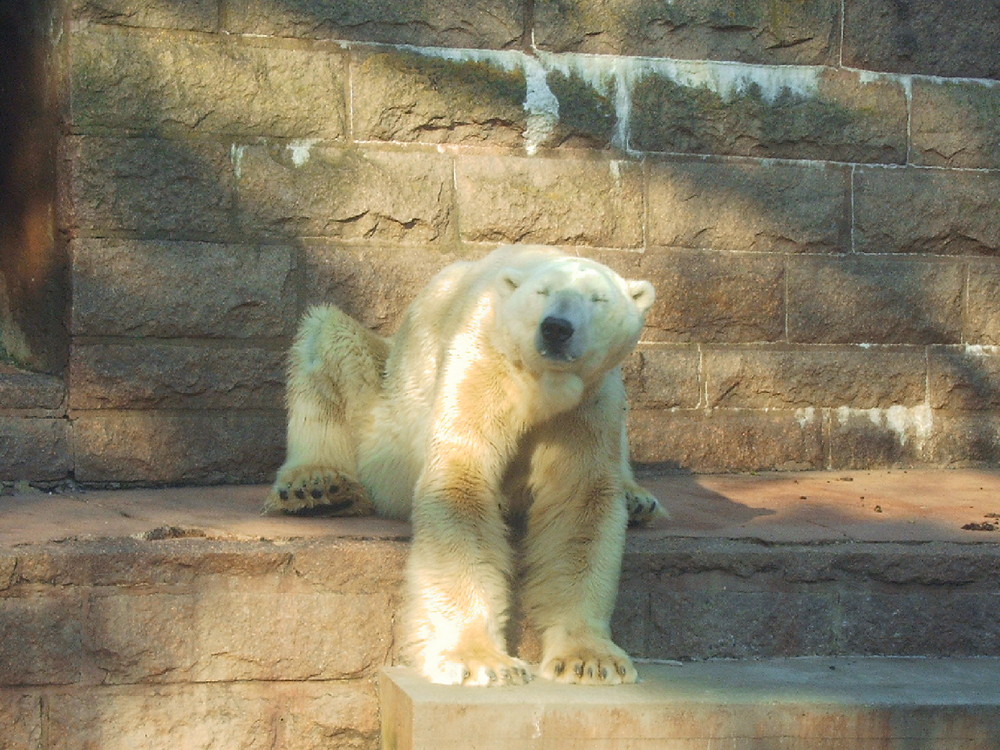 ein drolliger Eisbär