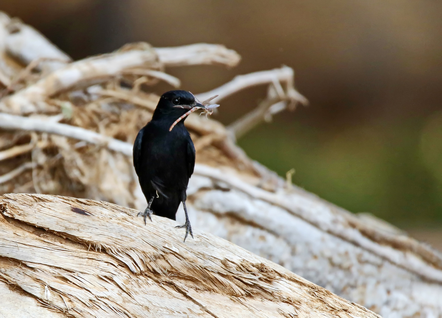 ein Drongo mit Libelle