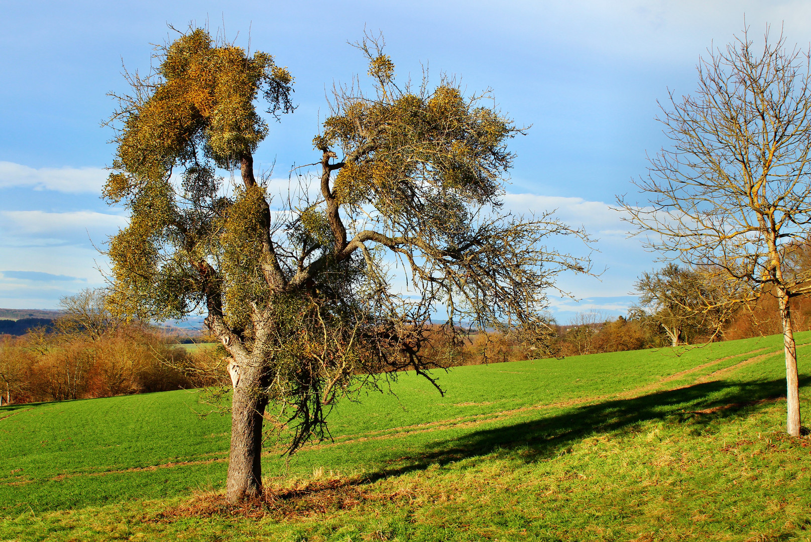 Ein Druindenbaum voller Misteln