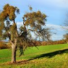 Ein Druindenbaum voller Misteln