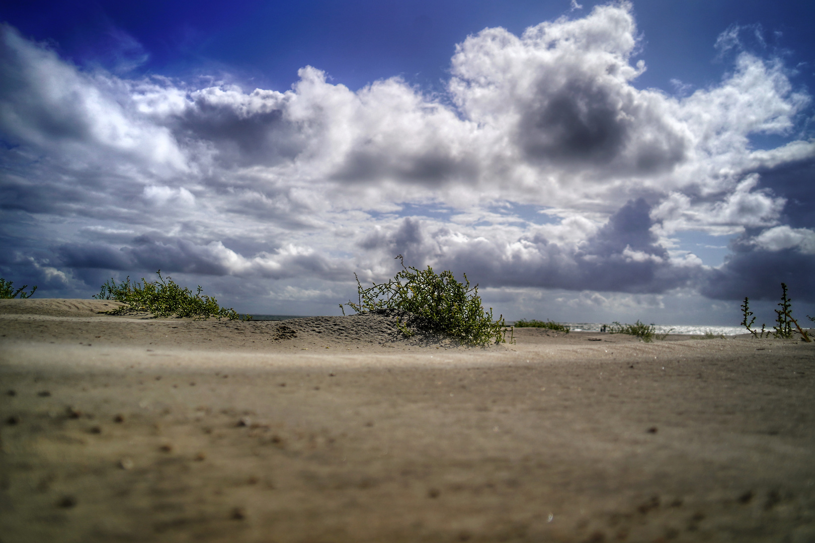 Ein Dünen Pflänzchen 