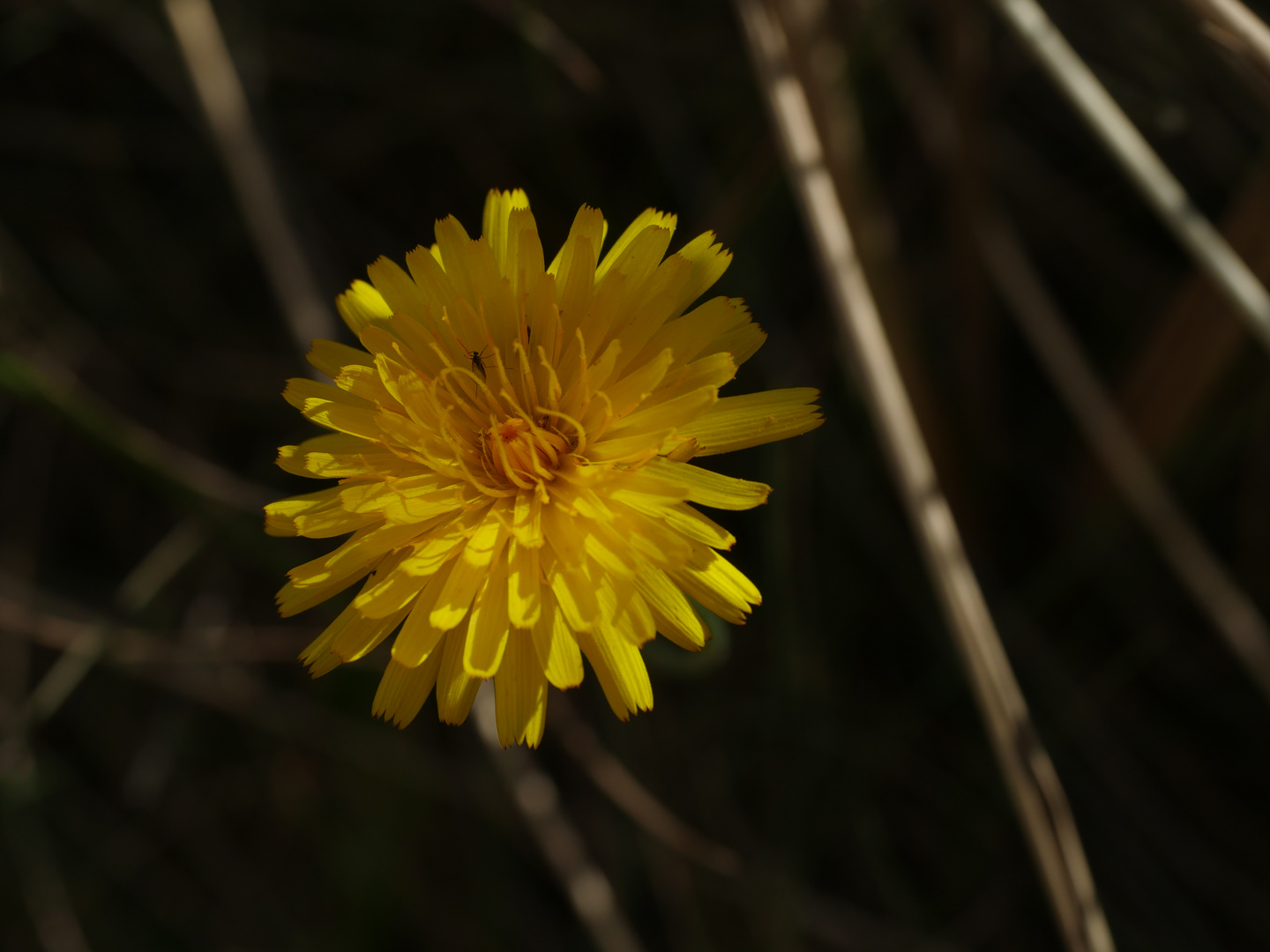 Ein Dünenblümchen... unbearbeitet